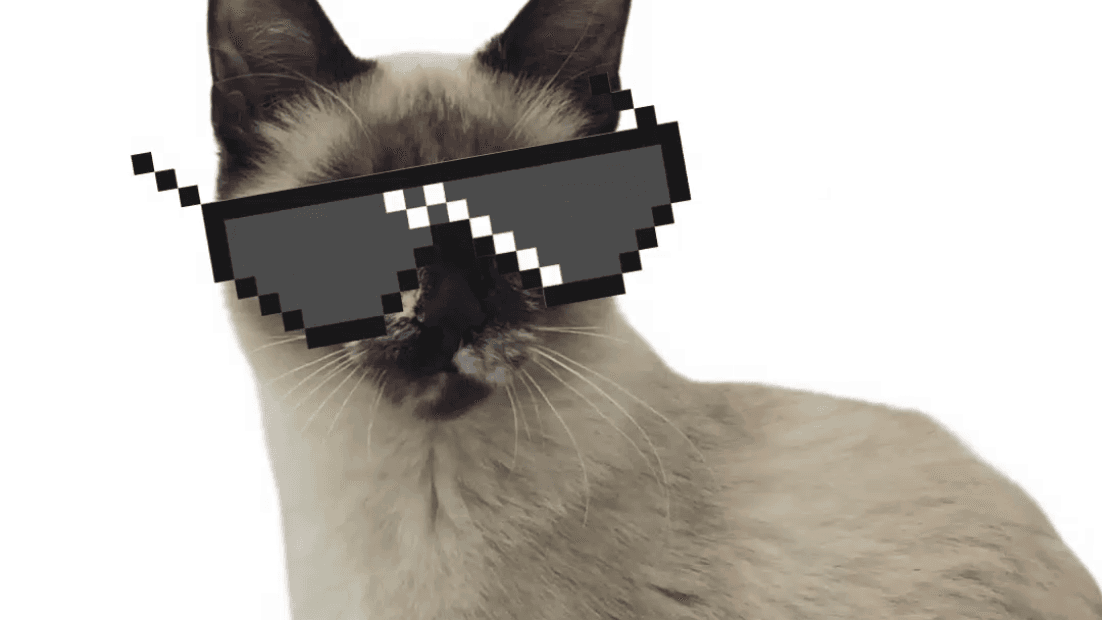 Katze mit Sonnenbrille
